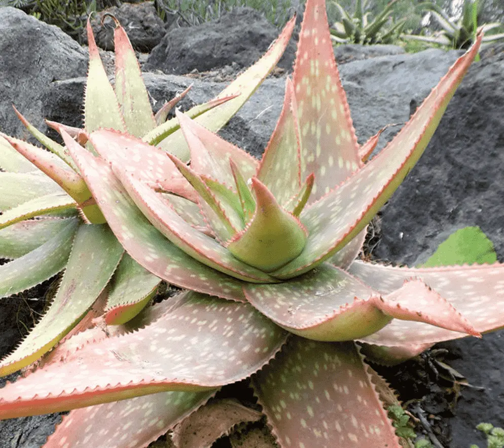 Aloe Umfoloziensis