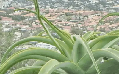 Aloe Thraskii ‘Dune Aloe’