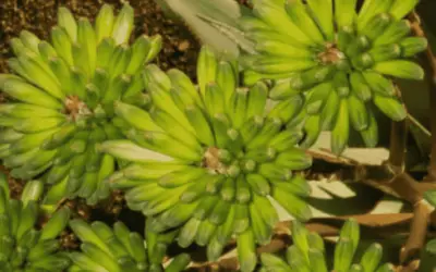 Aloe Viridiflora ‘Green-Flowered Aloe’