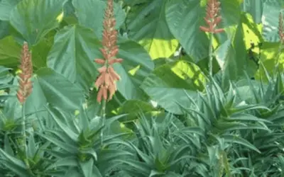 Aloiampelos Gracilis ‘Rocket Aloe’