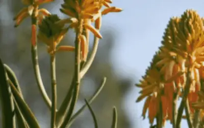 Aloidendron Tongaense ‘Medusa’