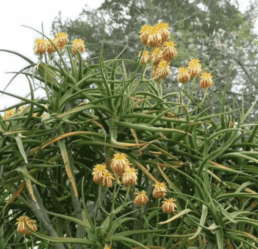 Aloidendron Tongaensis