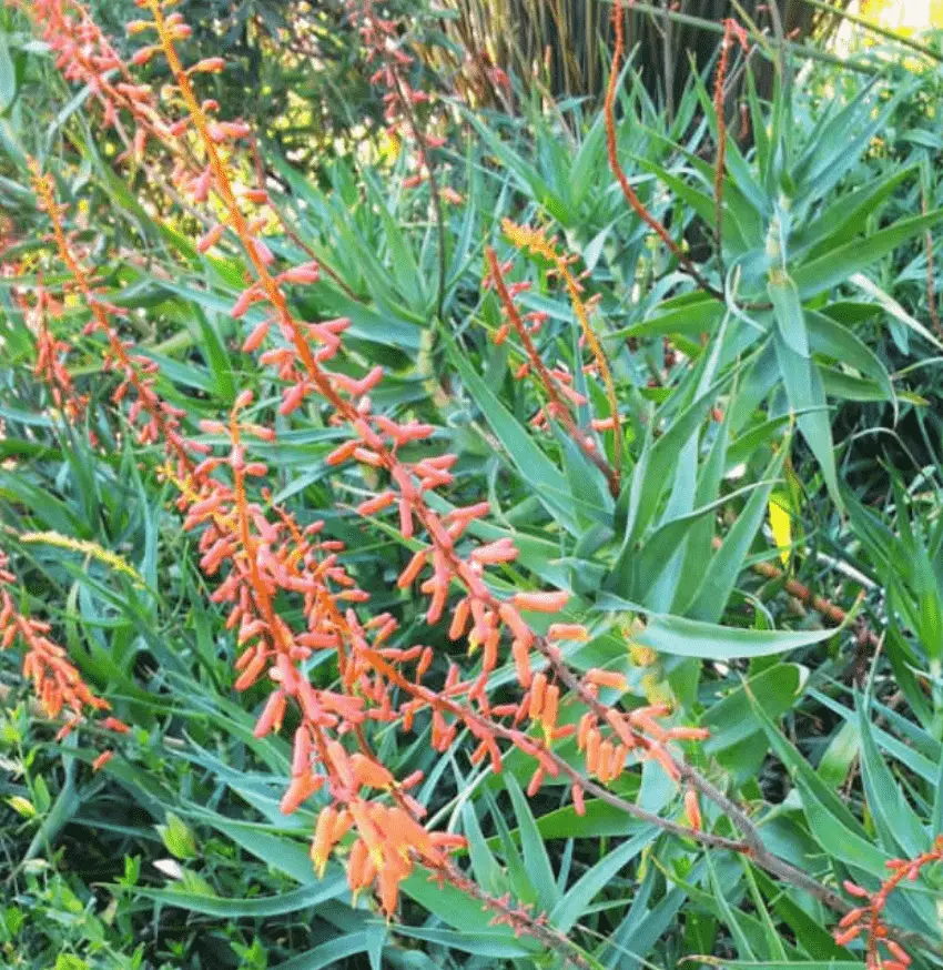 Aloiampelos Tenuior Var. Rubriflora