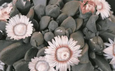 Aloinopsis Rosulata