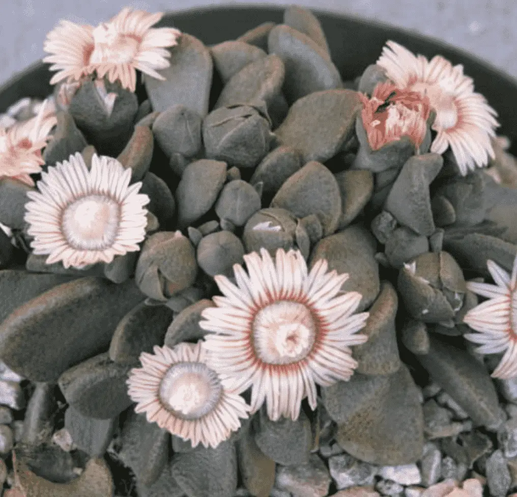 Aloinopsis Rosulata