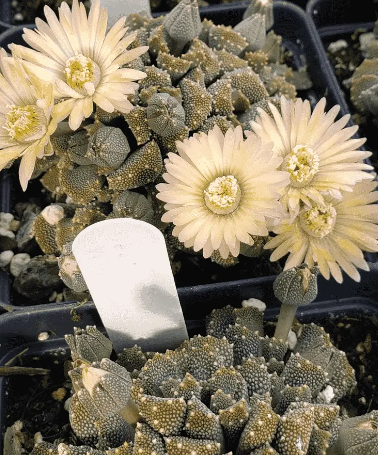 Aloinopsis Luckhoffii