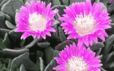 Aloinopsis Spathulata