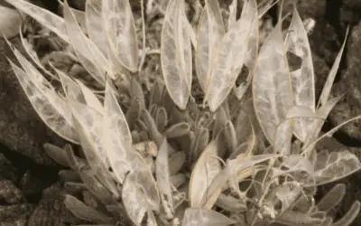 Anelsonia Eurycarpa ‘Daggerpod’