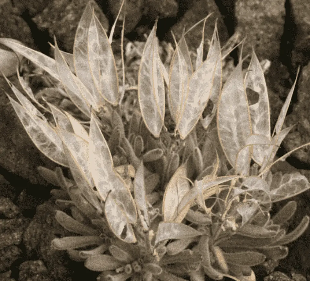 Anelsonia Eurycarpa 'Daggerpod'