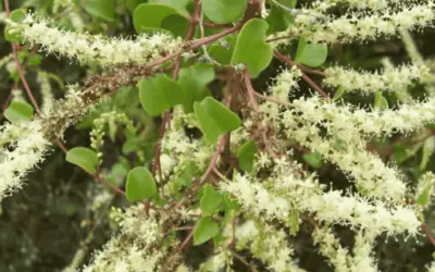 Anredera Cordifolia ‘Madeira Vine’