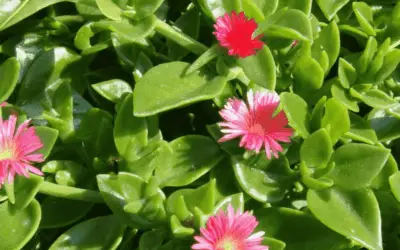 Aptenia Cordifolia ‘Baby Sun Rose’