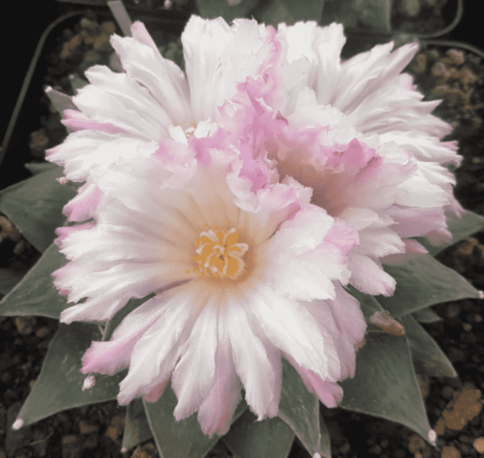 Healthy Ariocarpus retusus var. Furfuraceus in well-draining soil illustrating ideal hydration