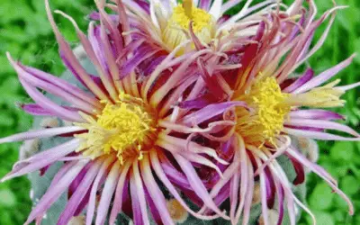 Astrophytum Asterias ‘Shinshowa Red’