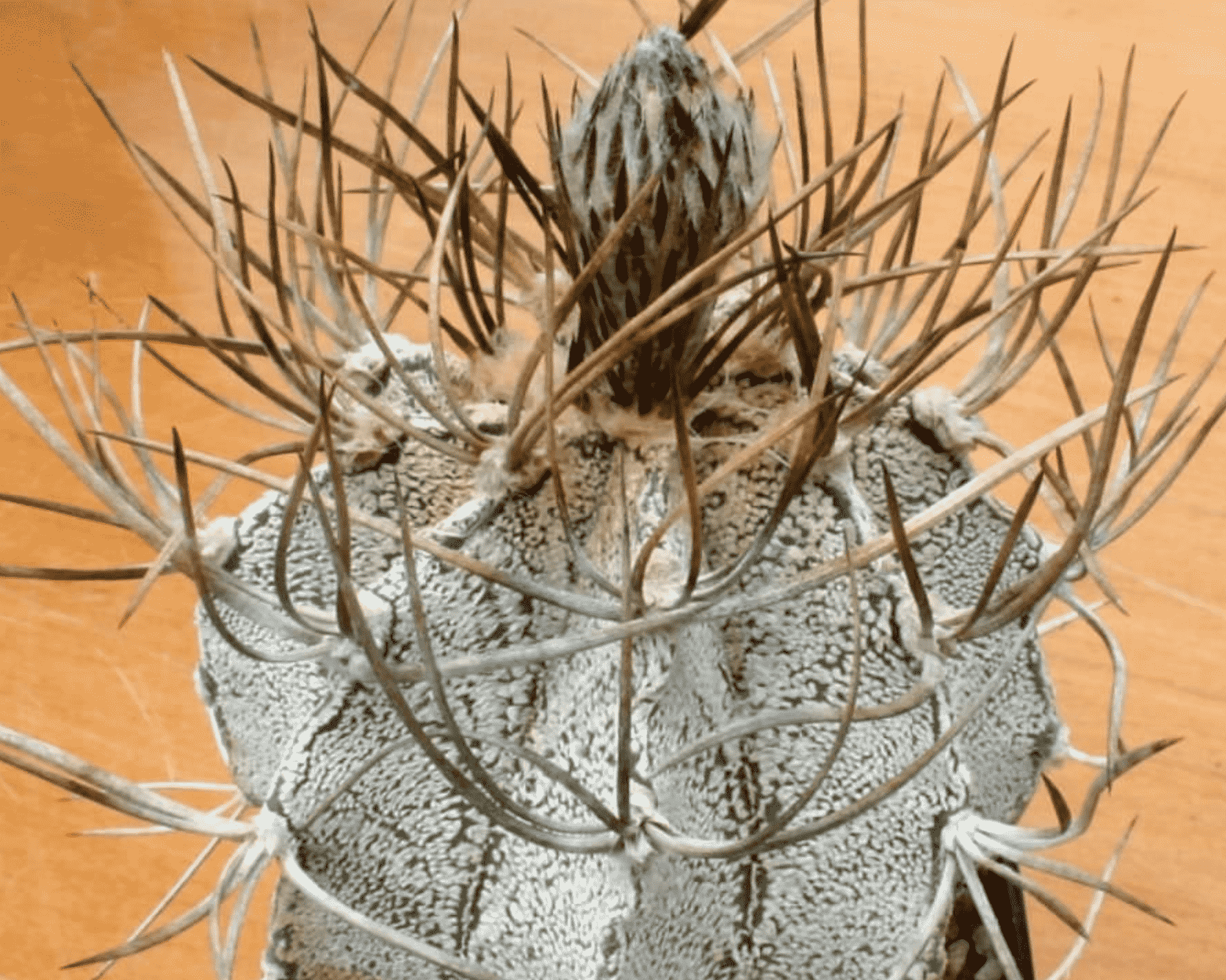 Astrophytum Capricorne Var. Niveum