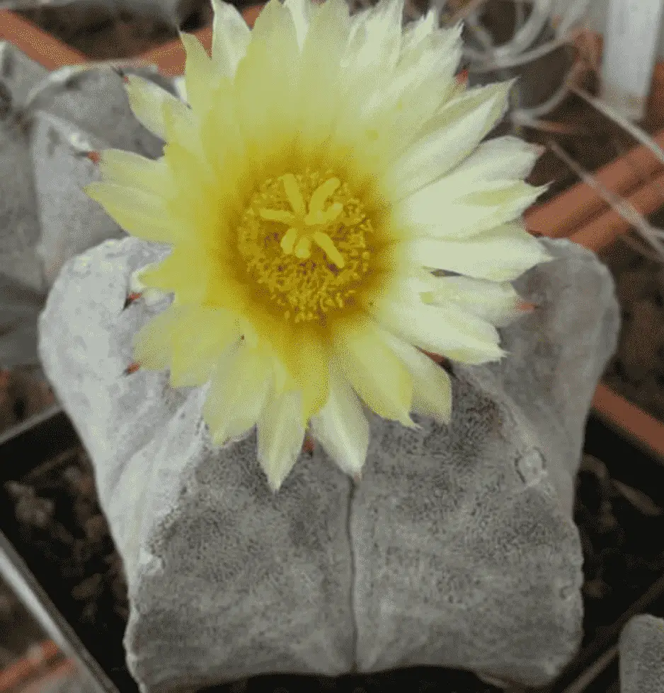 Astrophytum Coahuilense 'Bishop's Cap'