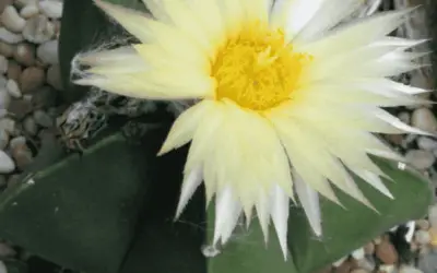 Astrophytum Myriostigma Var. Nudum