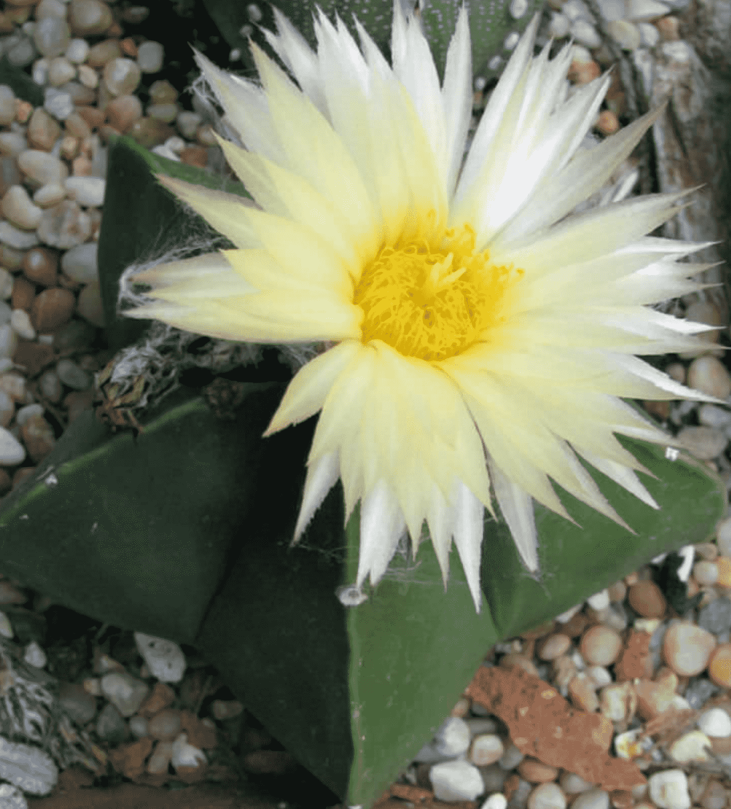 Astrophytum Myriostigma Var. Nudum