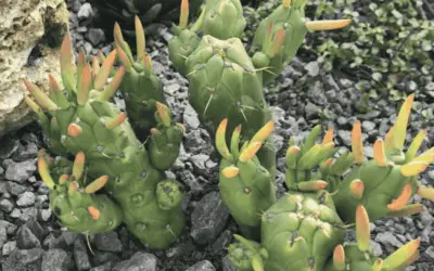 Austrocylindropuntia Subulata ‘Gumby’