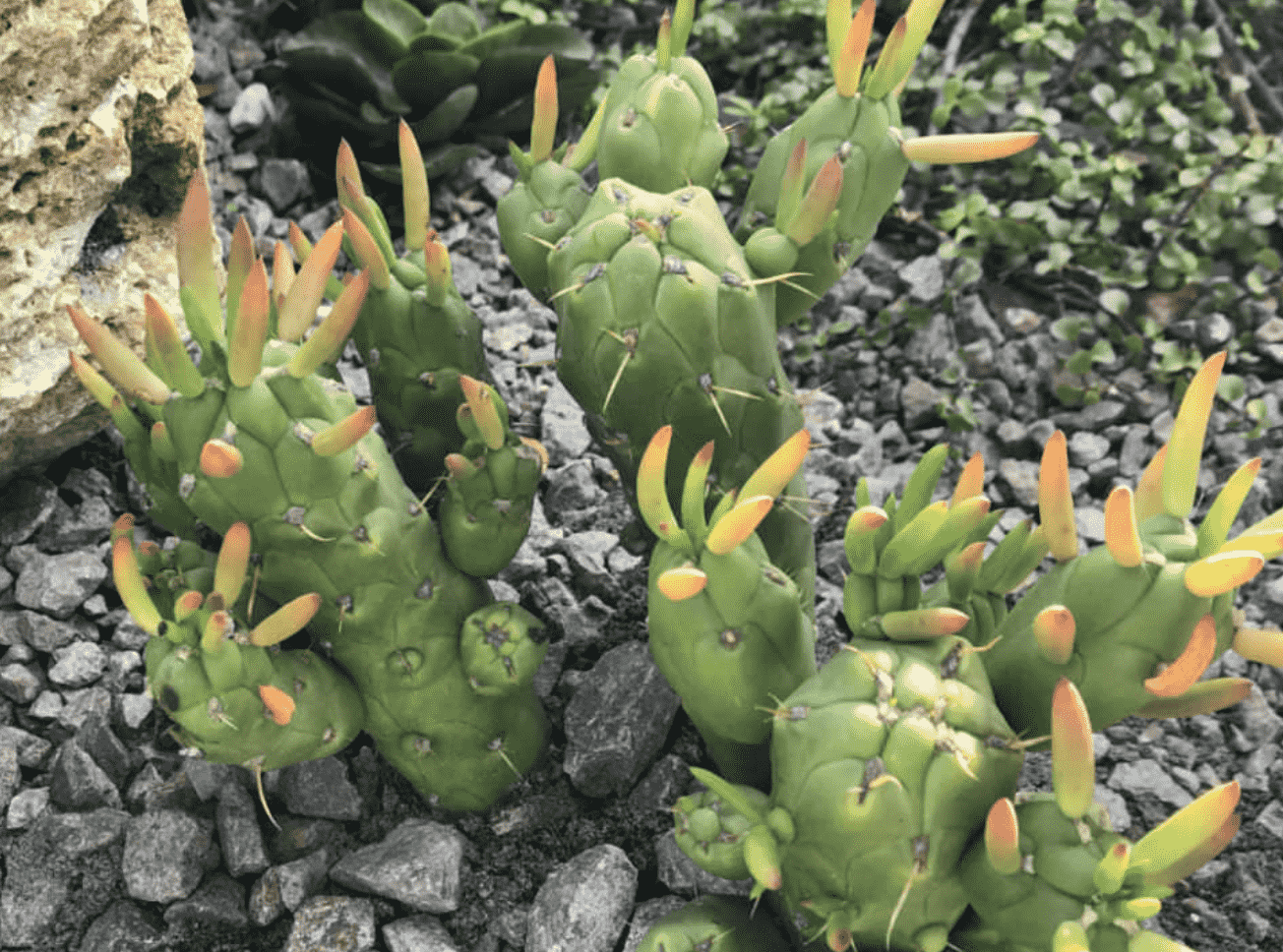 Austrocylindropuntia Subulata ‘Gumby’