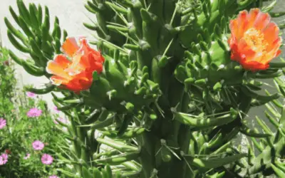 Austrocylindropuntia Subulata