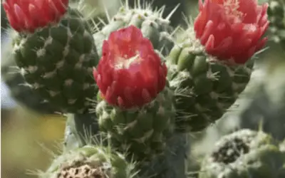 Austrocylindropuntia Cylindrica