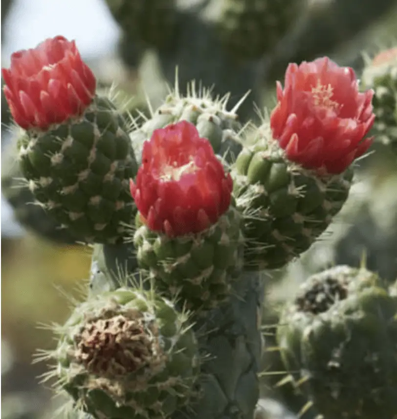 Austrocylindropuntia Cylindrica