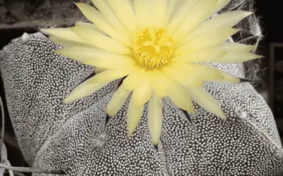 Astrophytum Myriostigma Var. Quadricostatum