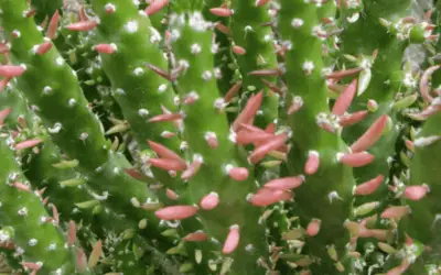 Austrocylindropuntia Subulata F. Monstrosa