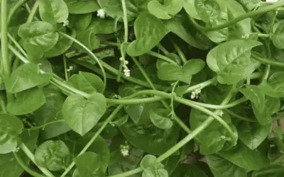 Basella Alba ‘Malabar Spinach’