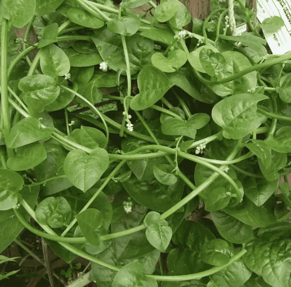 Basella Alba 'Malabar Spinach'
