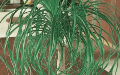 Beaucarnea Recurvata ‘Ponytail Palm’