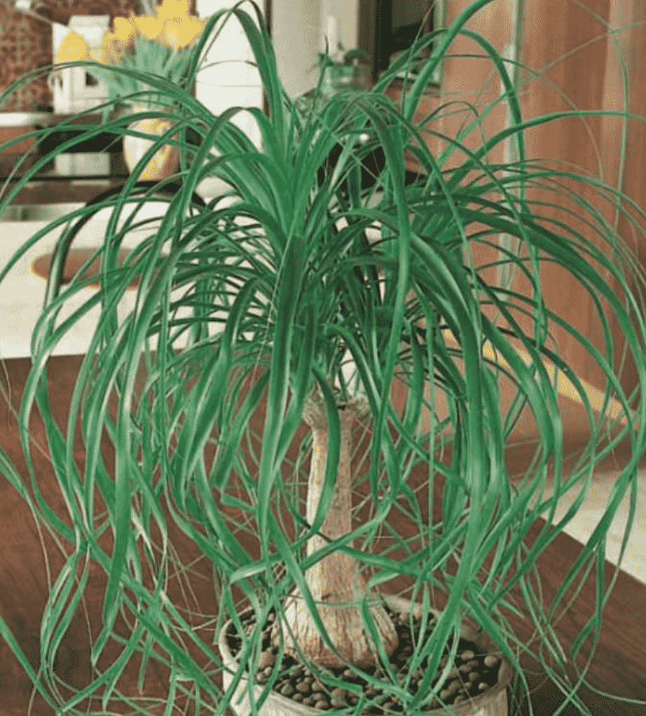 Beaucarnea Recurvata 'Ponytail Palm'