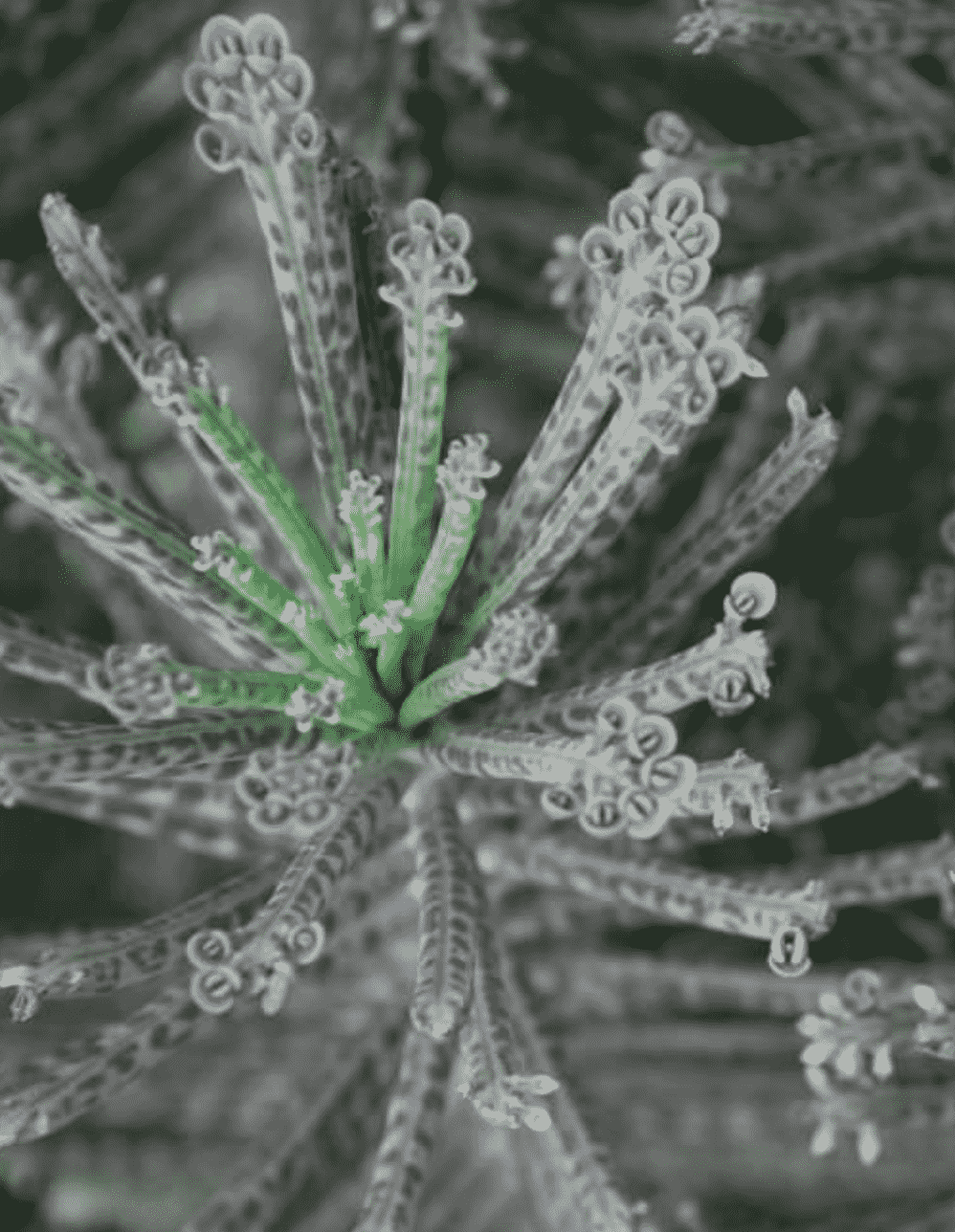 Bryophyllum Delagoense 'Chandelier Plant'