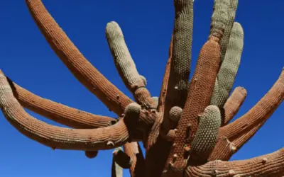 Browningia Candelaris ‘Candleholder Cactus’