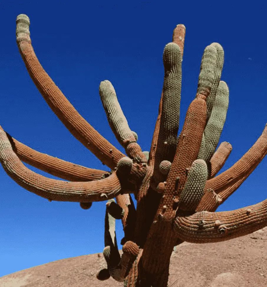 Browningia Candelaris 'Candleholder Cactus'