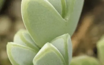 Braunsia Apiculata ‘Ice Plant’