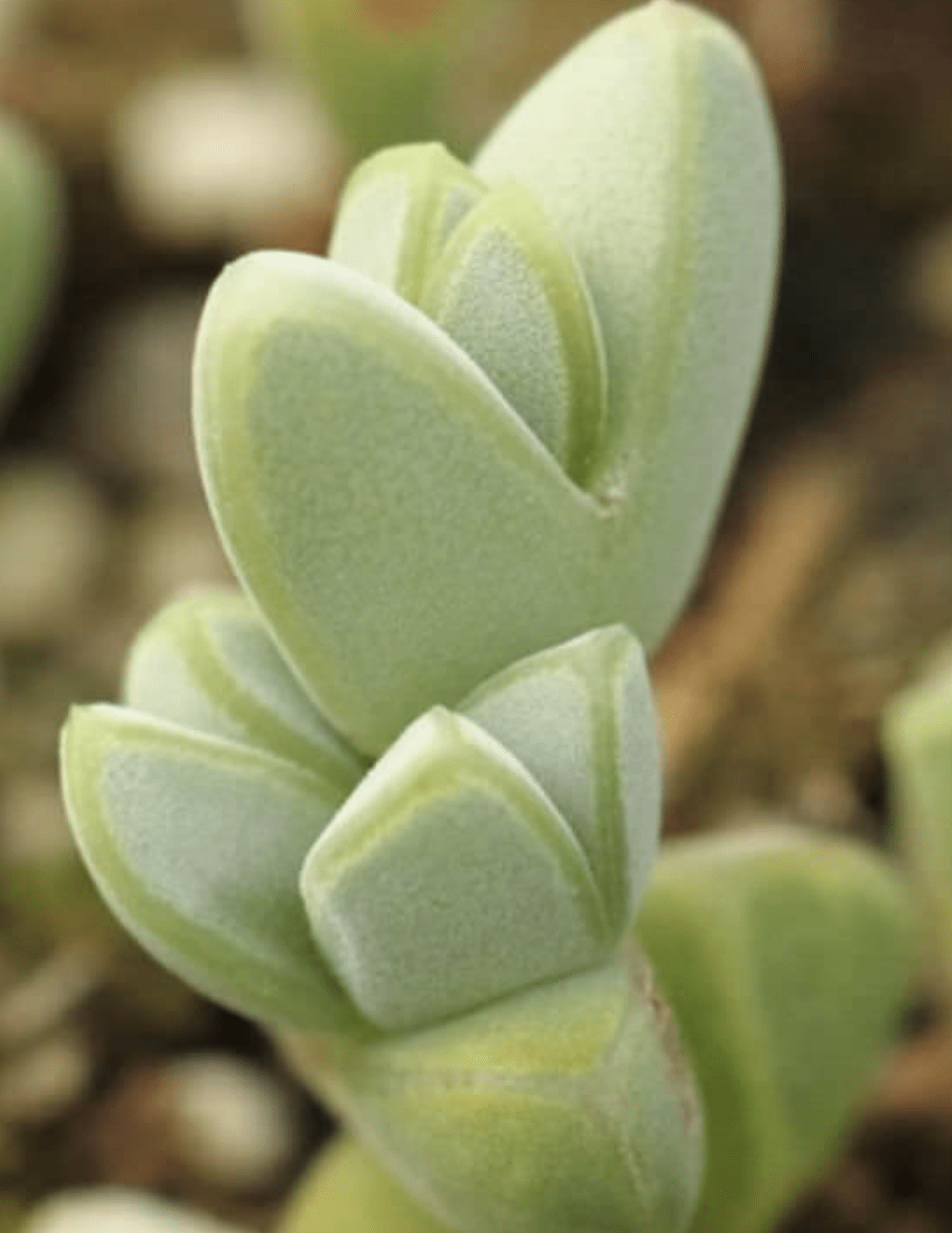 Braunsia Apiculata 'Ice Plant'