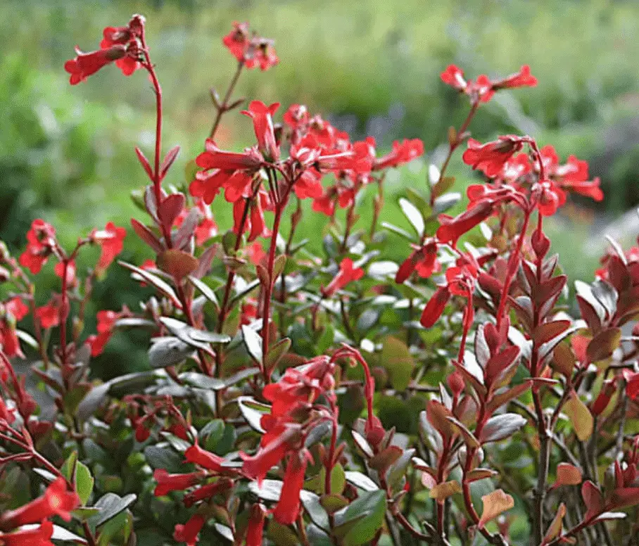 Bryophyllum Manginii