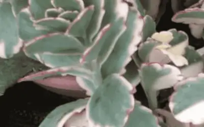 Bryophyllum Fedtschenkoi’ Variegata’