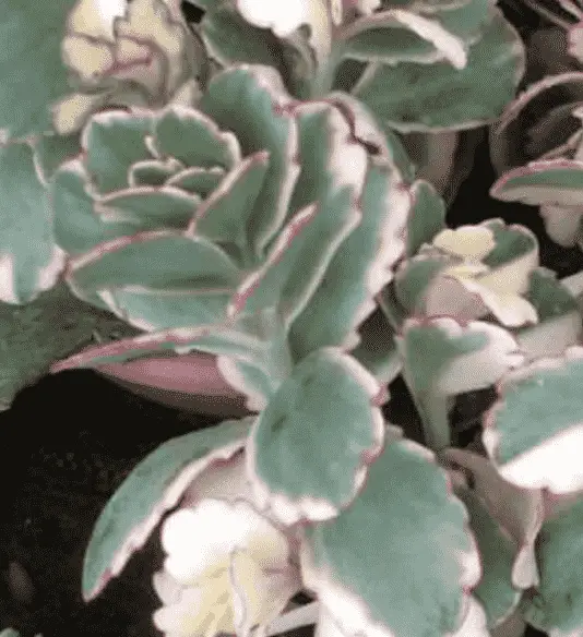 Bryophyllum Fedtschenkoi’ Variegata’