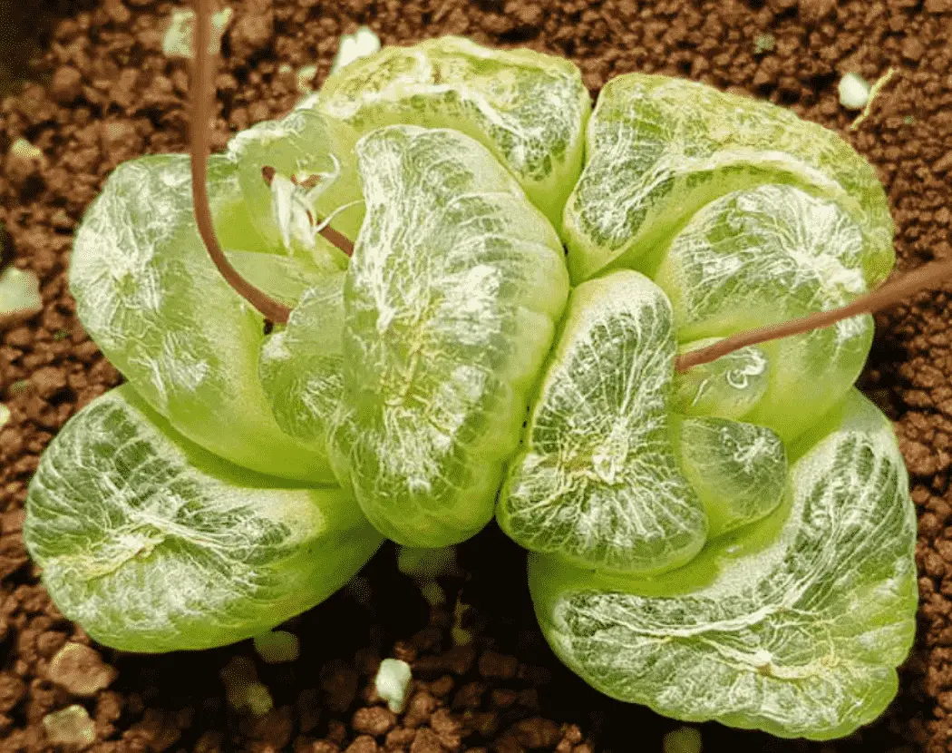 Bulbine Mesembryanthoides 'Window Plant'