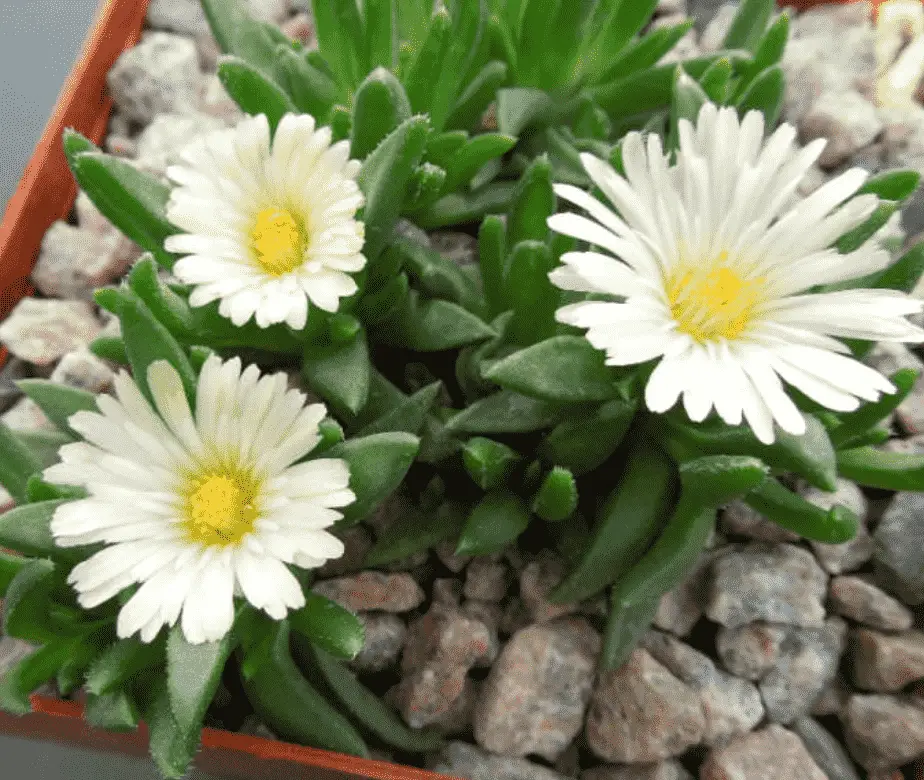 Delosperma Basuticum ‘White Nugget’