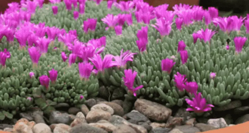 Delosperma Sphalmanthoides 'Tufted Ice Plant'