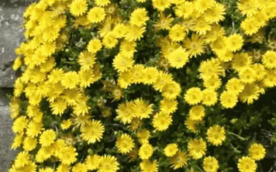 Delosperma Nubigenum ‘Hardy Yellow Ice Plant’