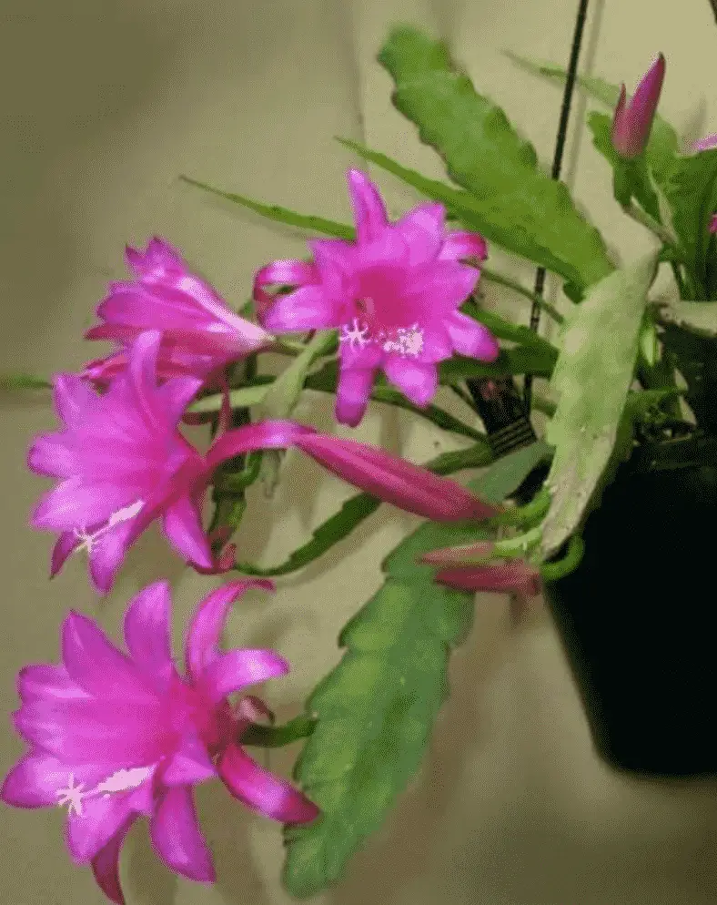 Disocactus Nelsonii