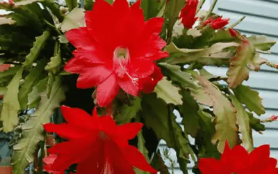 Disocactus Ackermannii ‘Red Orchid Cactus’