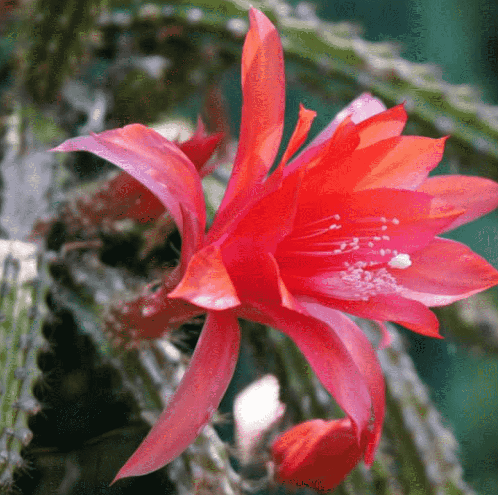 Discocactus X Mallisonii 'Rat's Tail Cactus'