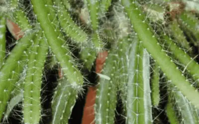 Disocactus Speciosus ‘Sun Cereus’