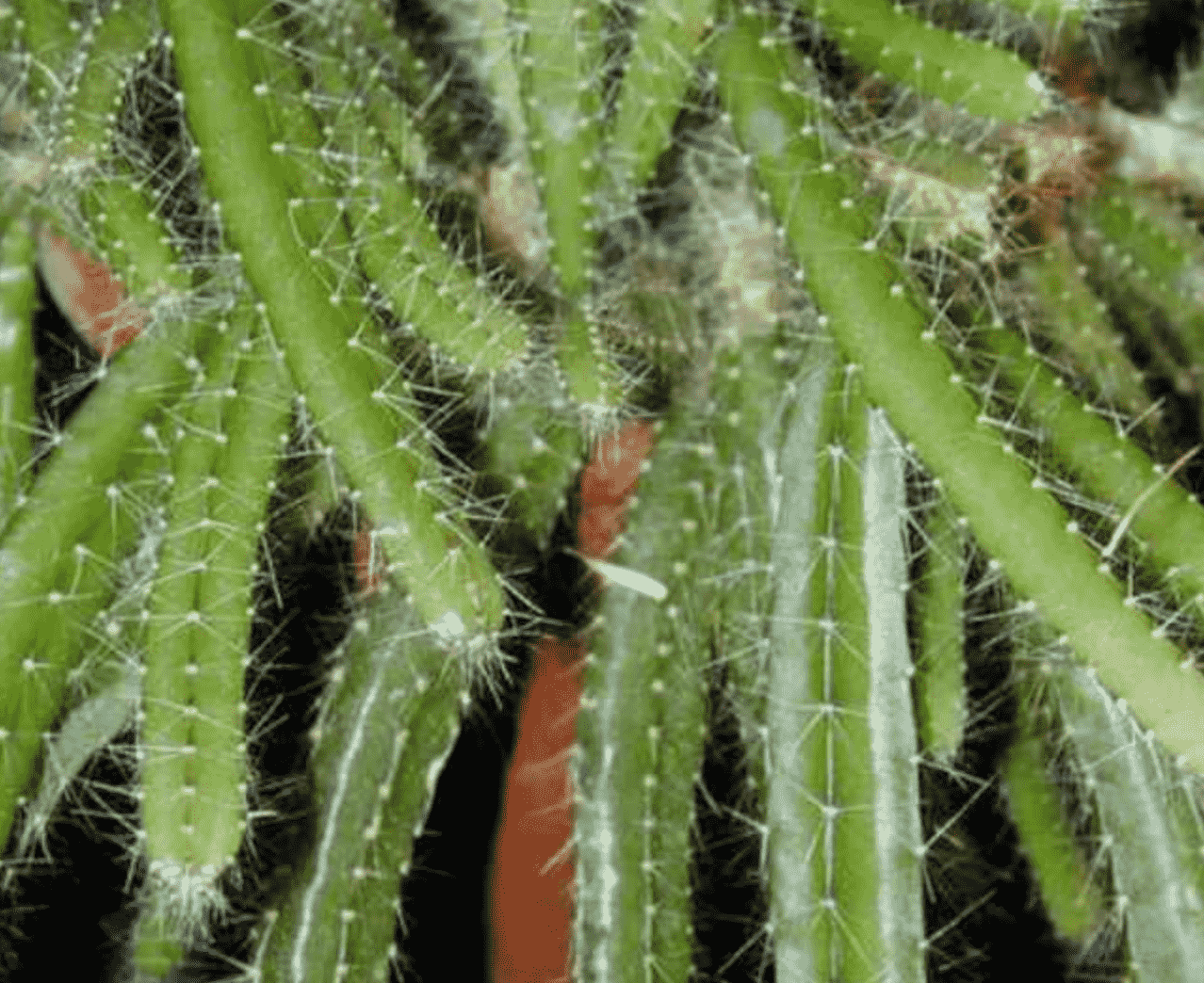 Disocactus Speciosus 'Sun Cereus'