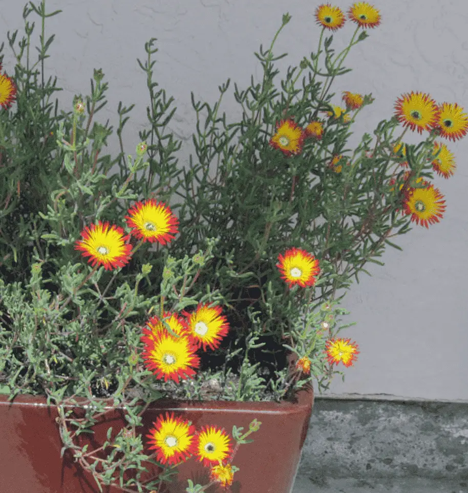 Drosanthemum Micans 'Robertson Vygie'